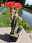 Preview: Echinocereus coccineus